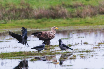 sea eagle (Haliaeetus albicilla) hunting hooded crows