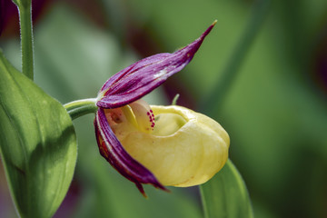 slipper-orchid