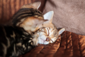 Cute bengal kitten at home