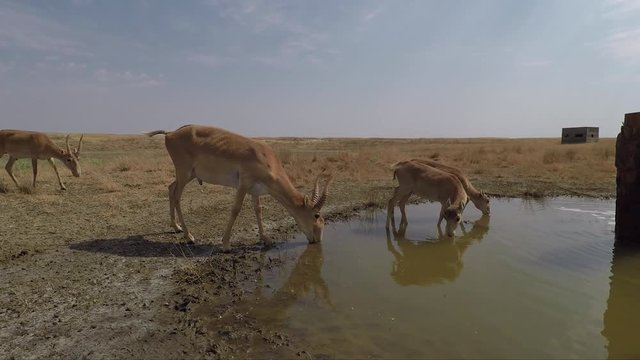 Kalmykia. Saigas. Steppe.