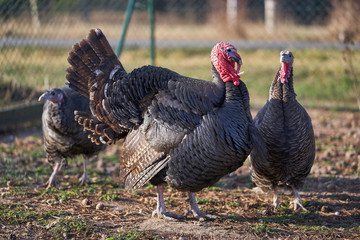 Pair of dark turkey birds, female and male, turkey cock  in the pasture or grazing land of small organic farm during sunny day before thanksgiving day. Genus Meleagris, which is native to the Americas