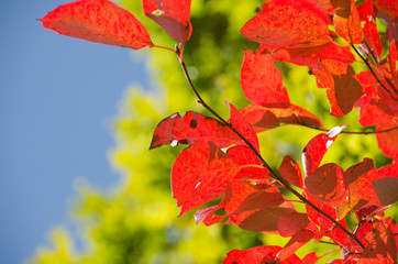 Vibrant Hues of Nature