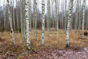 Birch forest landscape in Finland at autumn