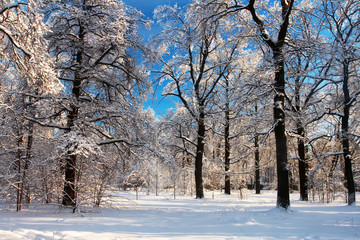 Scenic image of spruces tree. Frosty day, calm wintry scene. Ski resort. Explore the beauty of earth. Country house in winter weather, a lot of snow and sunny.