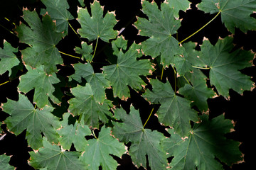 Background with green maple leaves. Green foliage of maple leaves