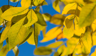 Gorgeous autumn painting with leaves in the sunlight