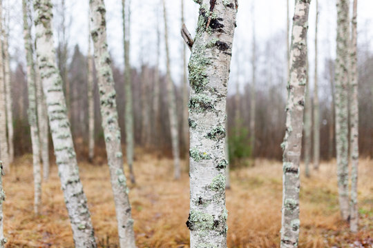 Birch forest landscape in Finland at autumn
