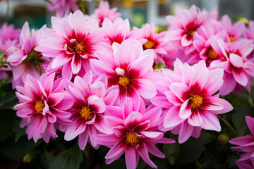 Beautiful pink flower bush blooming