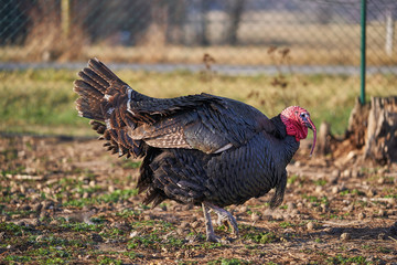 Dark grey turkey cock on the pasture or grazing land in open paddock in small poultry farm working in organic agriculture during sunny autumn day before thanksgiving day
