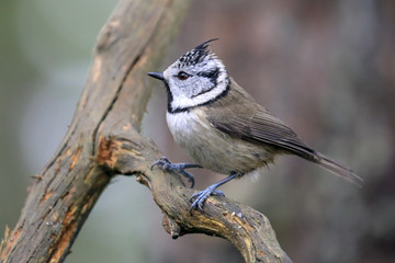 crested tit