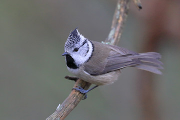 crested tit