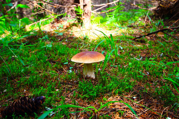 White mushroom on the forest glade. Edible valuable mushroom. Sunny autumn day in the forest. Mushroom picking.