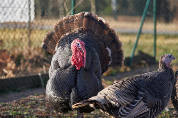 Pair of dark turkey birds, female and male, turkey cock  in the pasture or grazing land of small organic farm during sunny day before thanksgiving day. Genus Meleagris, which is native to the Americas
