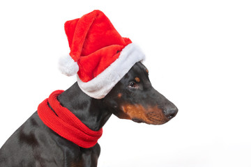 dog breed Doberman pincher  in cap Santa Claus and red scarf on white background