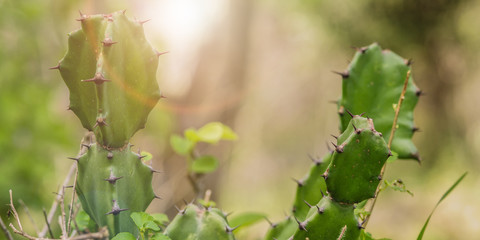 Cactus Plants With Indian Figs with sunlight flare