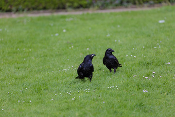 Crow on the grass field