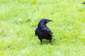Crow on the grass field