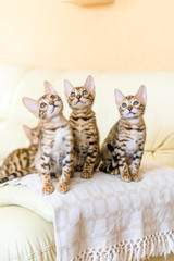 Bengal kittens sitting on the sofa in the house