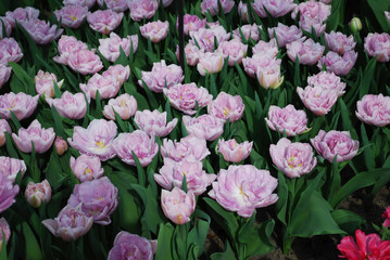 Tulips Katinka (Double Late Group) grown in the park. Spring time in Netherlands. 