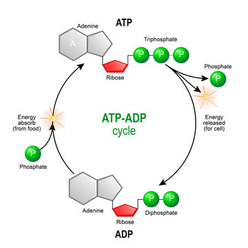 ATP ADP cycle. Adenosine triphosphate (ATP) is a organic chemical that provides energy for cell. intracellular energy transfer.