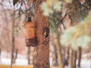 The tit feeds in the trough. Winter. The feeder is made of a plastic bottle.