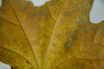 maple leaf, autumn leaves