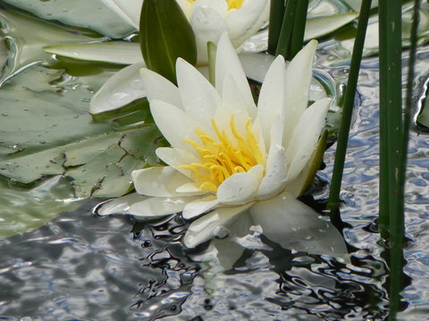 water lily