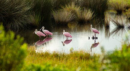 The Roseate Spoonbill is an unusual and unique wading bird found in the southern United States - obrazy, fototapety, plakaty