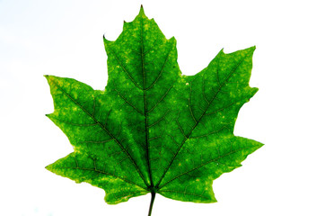maple leaf, autumn leaves