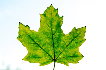 maple leaf, autumn leaves