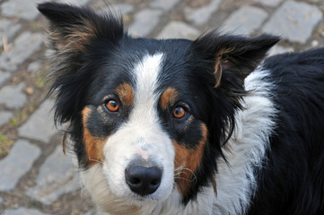 Fototapeta premium Young dog breed Border Collie looks into the lens.