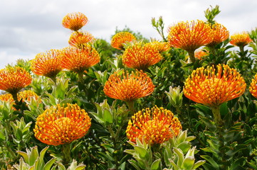 Leucospermum Cordifolium (common orange Pincushion Protea), Western Cape, South Africa