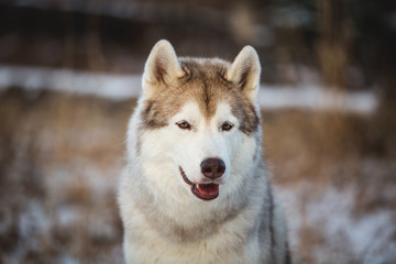 Close-up portrait of beautiful siberian Husky dog sitting in winter forest at sunset.