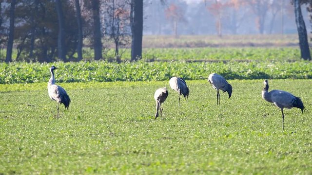Common Cranes or Eurasian Cranes (Grus Grus) birds resting and feeding in a field during migration to the South in the fall.