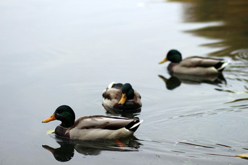 ducks on the lake