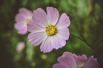 Obraz premium beautiful flower in the greenhouse