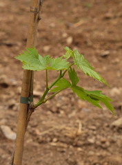 The sprout of the common vine