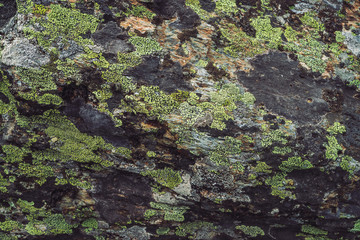 Plane of multicolored boulder in macro. Beautiful rock surface close up. Colorful textured stone. Amazing detailed background of highlands boulder with mosses and lichens. Natural texture of mountain.