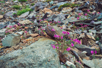 Amazing pink flowers of wormwood grows on rocks among stones close up. Rich vegetation of highlands. Mountain flora. Detailed natural background with copy space. Wonderful nature. Beautiful plants.