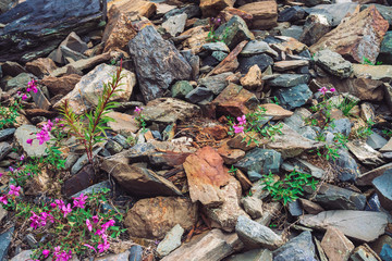 Amazing pink flowers of wormwood grows on rocks among stones close up. Rich vegetation of highlands. Mountain flora. Detailed natural background with copy space. Wonderful nature. Beautiful plants.