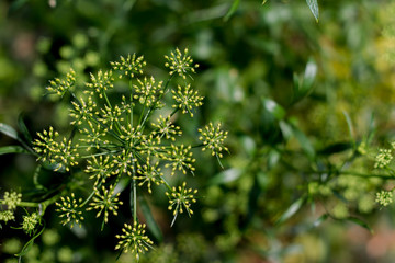 Fototapeta premium close up of a plant