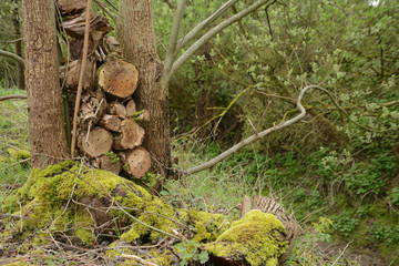 Hotel, insect, log, tree, moss, stump, river.