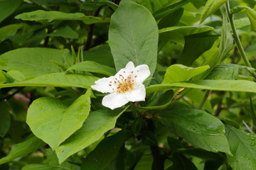 Common medlar flower