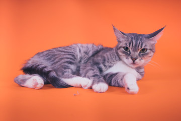 Gray cat on orange background. The concept of a peaceful cat