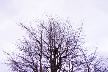 Fototapeta na wymiar Dry tree in autumn winter in Japan,beautyful background