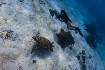 Obraz premium A lady free diver in sexy bikini chasing a green sea turtle in a sandy reef