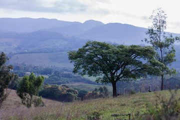 Fototapeta na wymiar tree in mountains