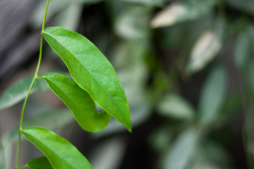 Tiliacora Triandra or Bai Ya Nang Leaves on The Branch