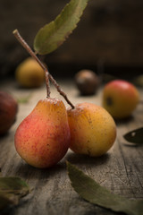 the sorb, typical Sicilian fruits, on the slopes of Etna, on wood