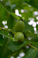 green walnut on the tree